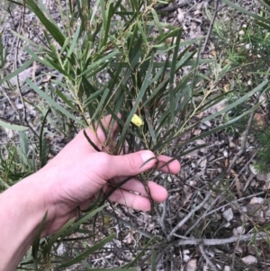 Acacia longifolia subsp. longifolia at Hughes, ACT - 31 Aug 2021