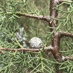 Cupressus arizonica (Arizona Cypress) at Hughes, ACT - 31 Aug 2021 by Tapirlord