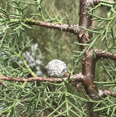 Cupressus arizonica (Arizona Cypress) at Hughes, ACT - 31 Aug 2021 by Tapirlord