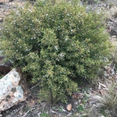 Philotheca myoporoides at Hughes, ACT - 31 Aug 2021