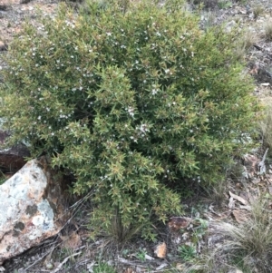 Philotheca myoporoides at Hughes, ACT - 31 Aug 2021 03:30 PM