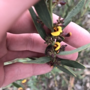 Daviesia mimosoides subsp. mimosoides at Hughes, ACT - 31 Aug 2021