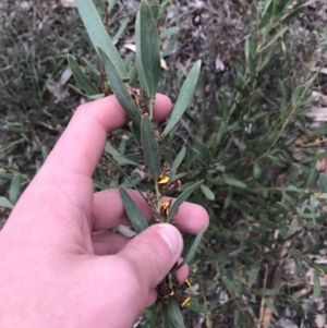 Daviesia mimosoides subsp. mimosoides at Hughes, ACT - 31 Aug 2021 03:29 PM