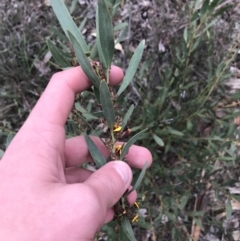 Daviesia mimosoides subsp. mimosoides at Hughes, ACT - 31 Aug 2021