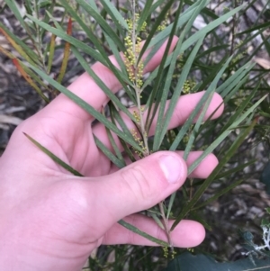 Acacia floribunda at Hughes, ACT - 31 Aug 2021 03:27 PM