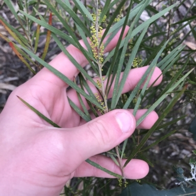 Acacia floribunda (White Sally Wattle, Gossamer Wattle) at Hughes, ACT - 31 Aug 2021 by Tapirlord