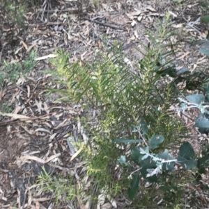 Acacia floribunda at Hughes, ACT - 31 Aug 2021 03:27 PM