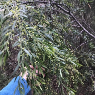 Acacia sp. (A Wattle) at Hughes, ACT - 31 Aug 2021 by Tapirlord