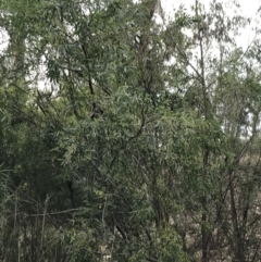 Acacia sp. at Hughes, ACT - 31 Aug 2021