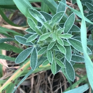 Chamaecytisus palmensis at Hughes, ACT - 31 Aug 2021