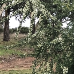 Chamaecytisus palmensis at Hughes, ACT - 31 Aug 2021