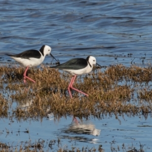 Himantopus leucocephalus at Fyshwick, ACT - 7 Sep 2021