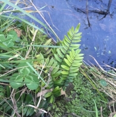 Pellaea nana (Dwarf Sickle Fern) at Sullivans Creek, Turner - 7 Sep 2021 by NedJohnston