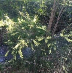 Acacia floribunda (White Sally Wattle, Gossamer Wattle) at Sullivans Creek, Turner - 6 Sep 2021 by Ned_Johnston