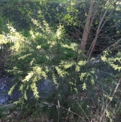 Acacia floribunda (White Sally Wattle, Gossamer Wattle) at City Renewal Authority Area - 7 Sep 2021 by NedJohnston