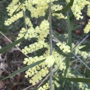 Acacia floribunda at Turner, ACT - 7 Sep 2021