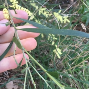 Acacia floribunda at Turner, ACT - 7 Sep 2021