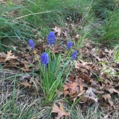 Muscari armeniacum (Grape Hyacinth) at Turner, ACT - 7 Sep 2021 by NedJohnston