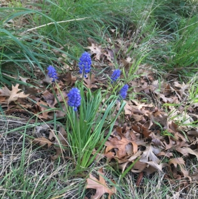 Muscari armeniacum (Grape Hyacinth) at City Renewal Authority Area - 7 Sep 2021 by NedJohnston