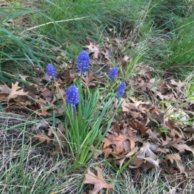 Muscari armeniacum (Grape Hyacinth) at Haig Park - 6 Sep 2021 by Ned_Johnston