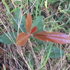 Photinia serratifolia (Chinese Photinia) at Sullivans Creek, Turner - 7 Sep 2021 by NedJohnston