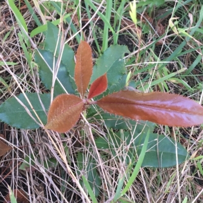 Photinia serratifolia (Chinese Photinia) at Sullivans Creek, Turner - 7 Sep 2021 by NedJohnston