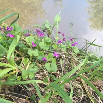 Viola odorata (Sweet Violet, Common Violet) at Sullivans Creek, Turner - 7 Sep 2021 by NedJohnston