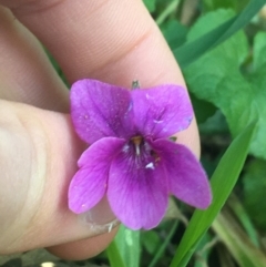 Viola odorata at Turner, ACT - 7 Sep 2021 08:40 AM