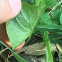 Viola odorata at Turner, ACT - 7 Sep 2021 08:40 AM