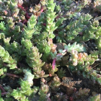 Crassula sieberiana (Austral Stonecrop) at Sullivans Creek, Turner - 7 Sep 2021 by NedJohnston