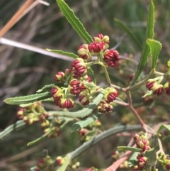 Dodonaea viscosa (Hop Bush) at Downer, ACT - 31 Aug 2021 by Ned_Johnston