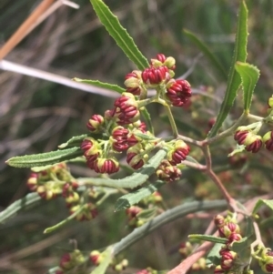 Dodonaea viscosa at Downer, ACT - 31 Aug 2021