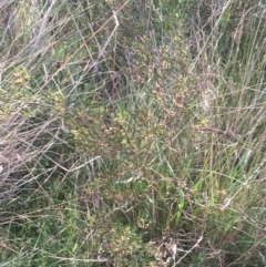 Dodonaea viscosa at Downer, ACT - 31 Aug 2021