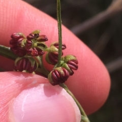 Dodonaea viscosa at Downer, ACT - 31 Aug 2021