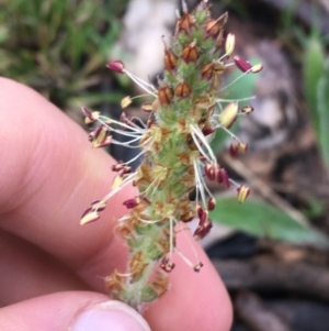 Plantago varia at Yarralumla, ACT - 5 Sep 2021