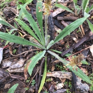 Plantago varia at Yarralumla, ACT - 5 Sep 2021 11:47 AM