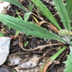 Plantago varia at Yarralumla, ACT - 5 Sep 2021