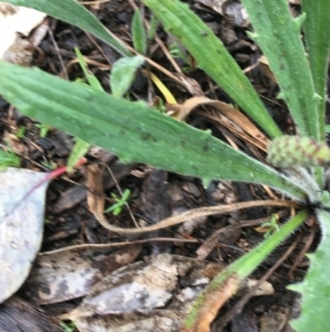 Plantago varia at Yarralumla, ACT - 5 Sep 2021 11:47 AM