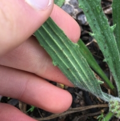 Plantago varia at Yarralumla, ACT - 5 Sep 2021 11:47 AM