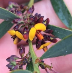 Daviesia mimosoides subsp. mimosoides at Yarralumla, ACT - 5 Sep 2021 by Ned_Johnston