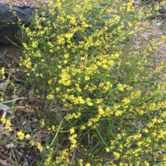 Acacia dawsonii (Dawson's Wattle) at Yarralumla, ACT - 5 Sep 2021 by Ned_Johnston