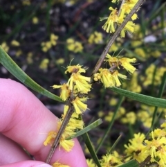 Acacia dawsonii at Yarralumla, ACT - 5 Sep 2021 12:00 PM