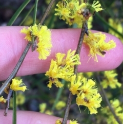 Acacia dawsonii at Yarralumla, ACT - 5 Sep 2021 12:00 PM