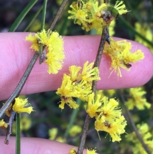 Acacia dawsonii at Yarralumla, ACT - 5 Sep 2021 12:00 PM