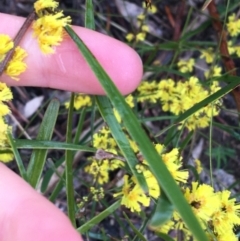 Acacia dawsonii at Yarralumla, ACT - 5 Sep 2021 12:00 PM