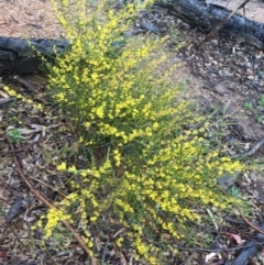 Acacia dawsonii at Yarralumla, ACT - 5 Sep 2021 12:00 PM