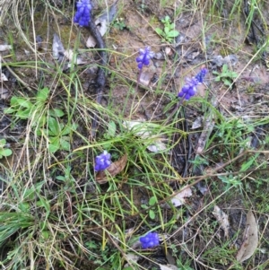 Muscari armeniacum at Yarralumla, ACT - 5 Sep 2021 12:11 PM