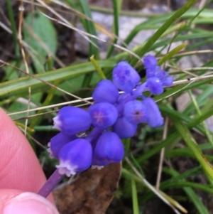 Muscari armeniacum at Yarralumla, ACT - 5 Sep 2021 12:11 PM