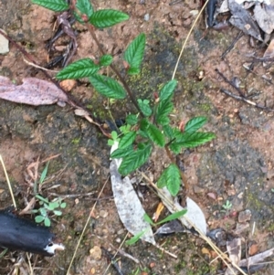 Pomaderris betulina subsp. actensis at Stirling Park - 5 Sep 2021 12:26 PM