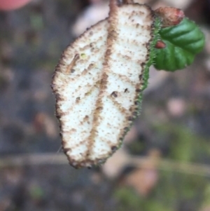 Pomaderris betulina subsp. actensis at Stirling Park - 5 Sep 2021 12:26 PM